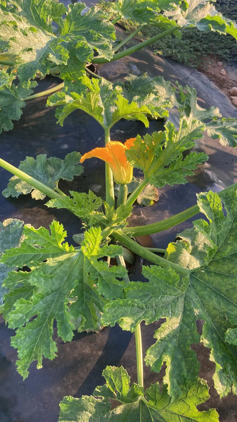 Zucchine