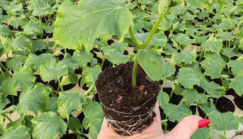 Perchè scegliere Bellorio